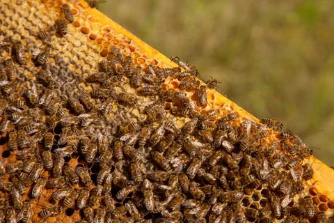 Working bees in a hive on honeycomb. Bees inside hive with sealed and open .. Stock Photos