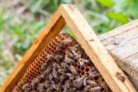 Working bees in a hive on honeycomb. Close up view of the working bees on hon Stock Photos