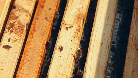 Working bees on the honeycomb in the beehive Video stock 80130024