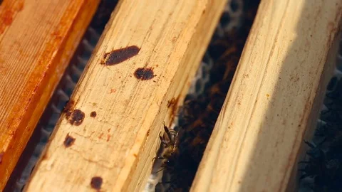 Working bees on the honeycomb in the beehive Video stock 80130074