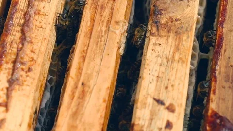Working bees on the honeycomb in the beehive Video stock 80130114