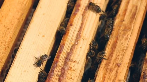 Working bees on the honeycomb in the beehive Video stock 80130163
