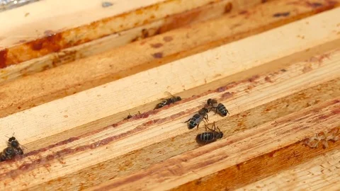 Working bees on the honeycomb in the beehive Video stock 80130233