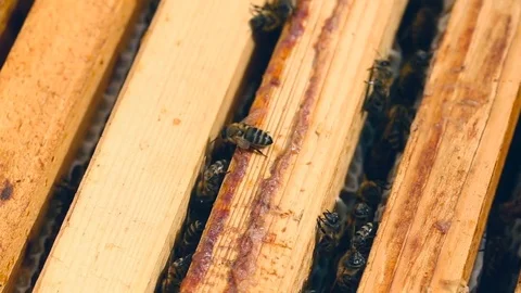 Working bees on the honeycomb in the beehive Video stock 80130375