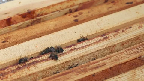 Working bees on the honeycomb in the beehive Video stock 80130414