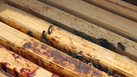 Working bees on the honeycomb in the beehive Video stock 80130643