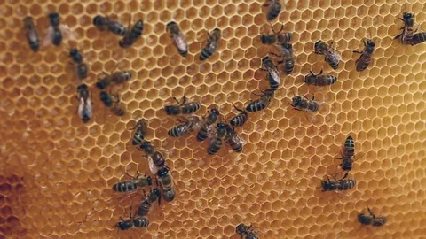 Working bees on the honeycomb Video stock 80130020