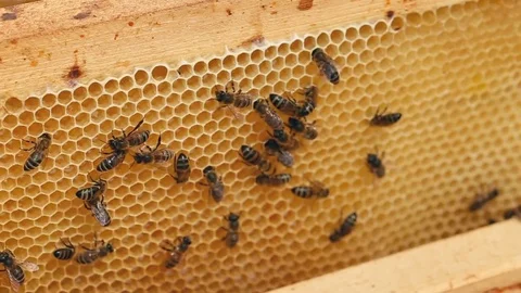 Working bees on the honeycomb Video stock 80130649