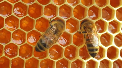 Working bees on the honeycomb Stock Footage 196187806