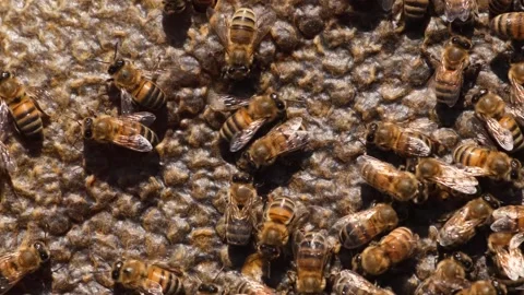 Working Bees On Honeycomb Stock Footage 293943826