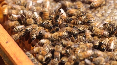 Working Bees On Honeycomb Stock Footage 293944012