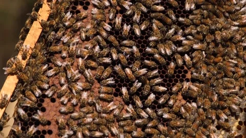 Working bees on honeycomb Stock Footage 294035051