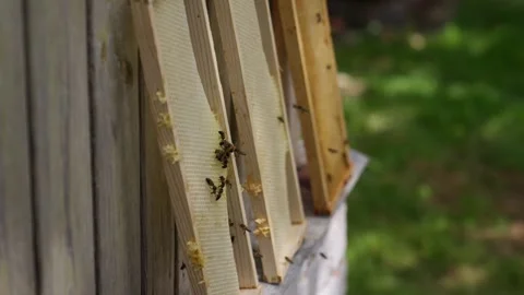 Working bees on a honeycomb in a hive located in the apiary. Bees Walking Stock Footage 315093370