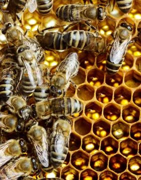 Working bees on honeycomb Stock Photos
