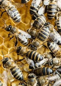 Working bees on honeycomb Stock Photos