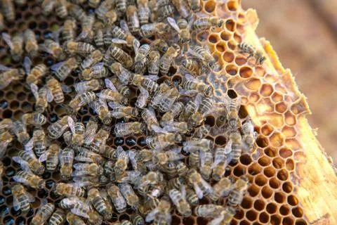 Working bees on honeycomb. Stock Photos