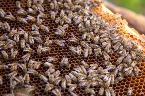 Working bees on honeycomb. Stock Photos