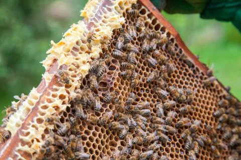 Working bees on honeycomb. Stock Photos