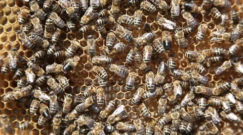 Working bees in honeycombs. Beekeeping Stock-Footage 51735898