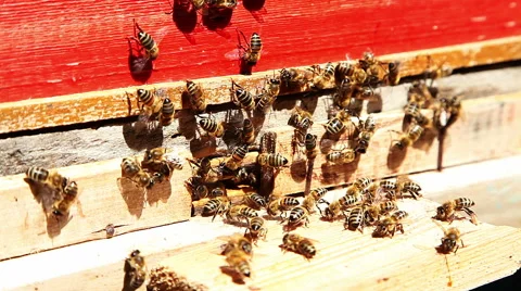 Working bees in honeycombs. Beekeeping Stock Footage 51736103