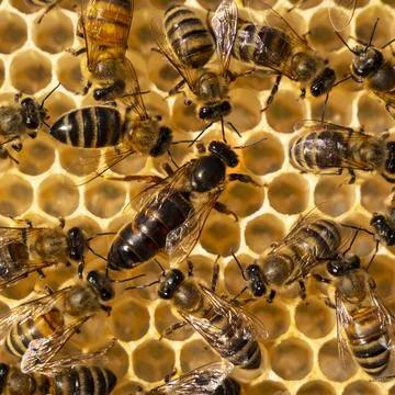 Working bees look after their queen. Stock Photos