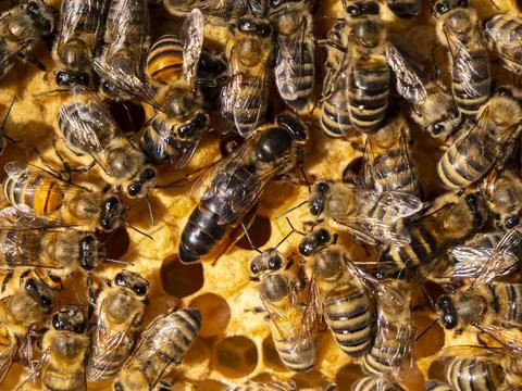 Working bees look after their queen. Stock Photos