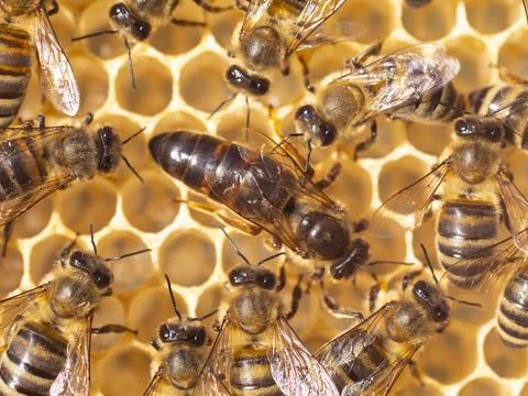Working bees look after their queen. Stock Photos