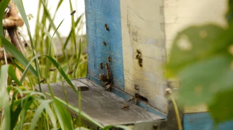 Working bees on an old apiary Stock Footage 65301632