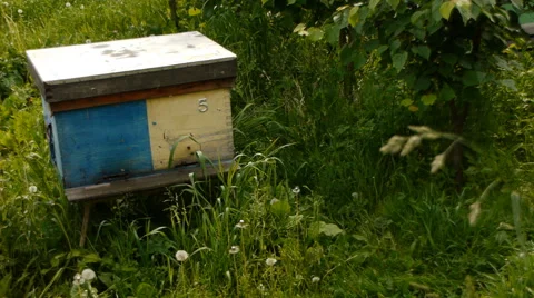 Working bees on an old apiary Stock Footage 65301641