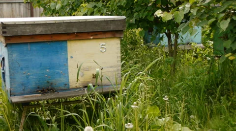 Working bees on an old apiary Stock Footage 65301696