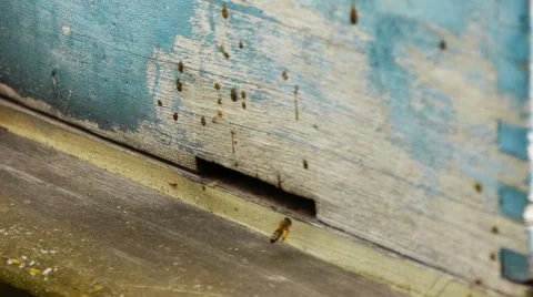 Working bees on an old apiary Stock Footage 65301731