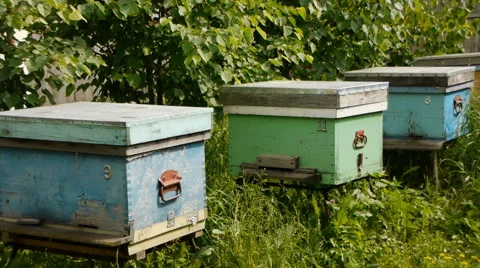Working bees on an old apiary Stock Footage 65301790