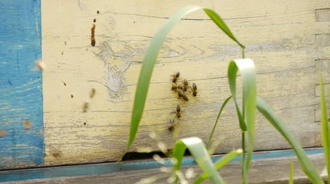 Working bees on an old apiary Stock Footage 65301823