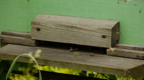 Working bees on an old apiary Stock Footage 65301843
