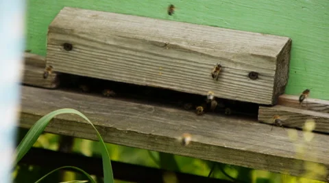 Working bees on an old apiary Stock Footage 65301867
