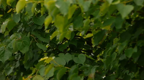 Working bees on an old apiary Stock Footage 65301938