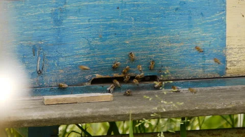 Working bees on an old apiary Stock Footage 65302078