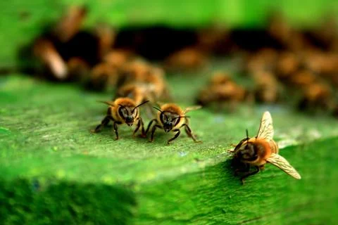 Working bees Stock Photos