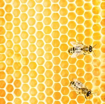 Working bees Stock Photos