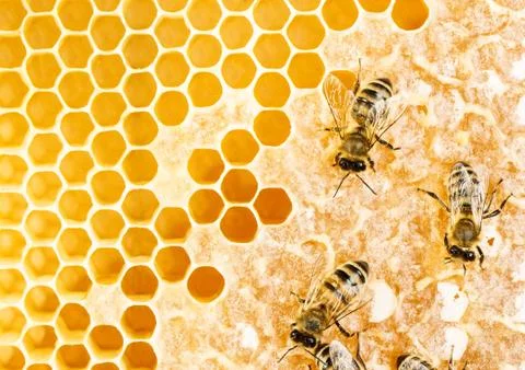 Working bees Stock Photos