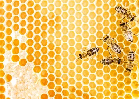 Working bees Stock Photos