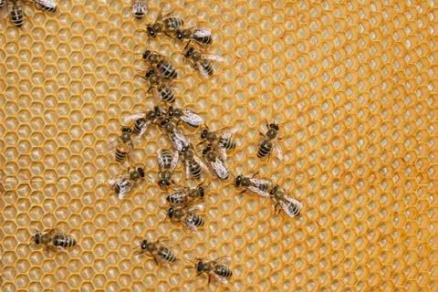 Working bees Stock Photos