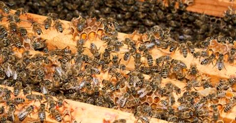 Working bees Stock Photos