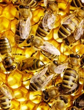 Working bees Foto stock