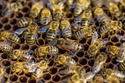 Working bees Stock Photos