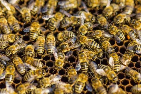 Working bees Stock Photos
