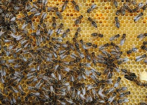 Working bees Stock-Fotos