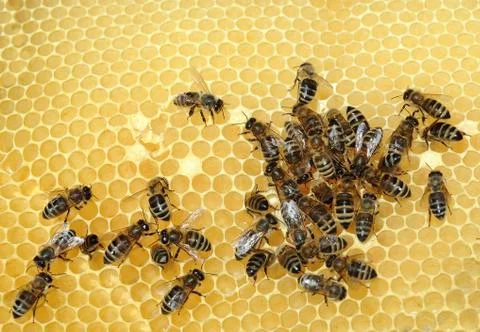 Working bees Foto stock