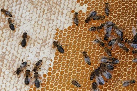 Working bees Stock Photos