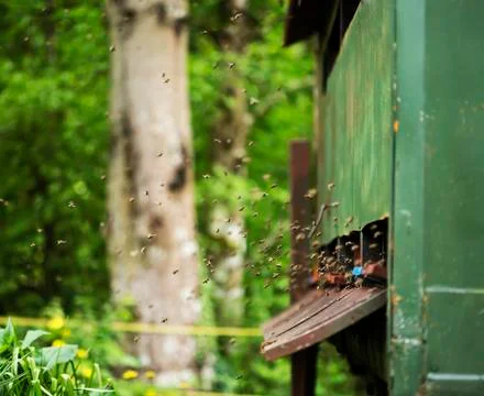Working bees Stock Photos